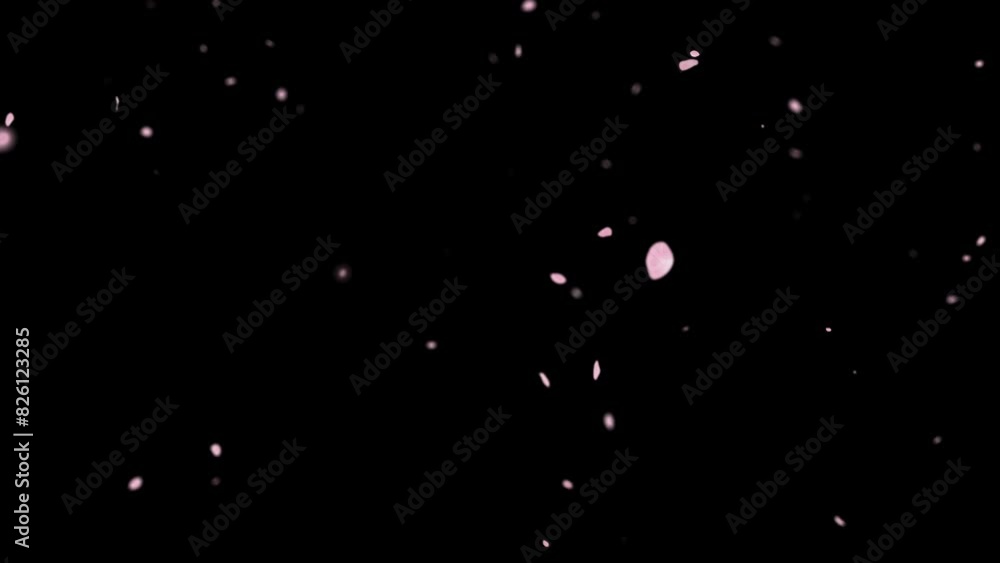 Pink cherry blossom petals falling gracefully on transparent background