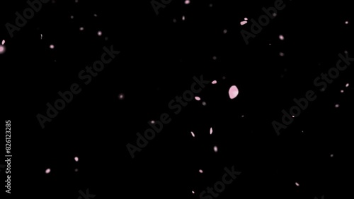 Pink cherry blossom petals falling gracefully on transparent background