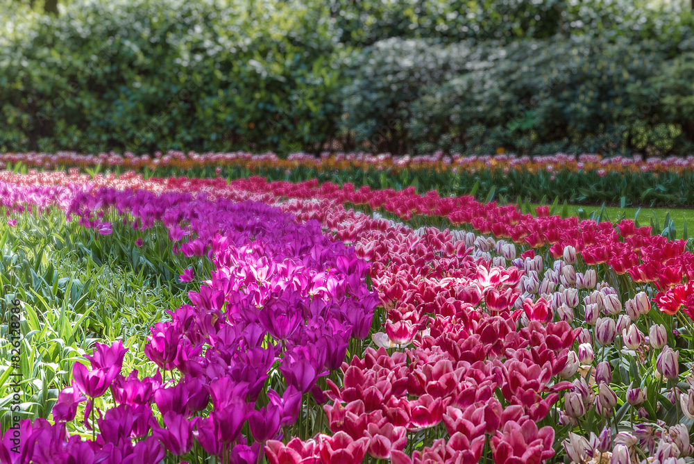 Field of exotic varieties of colorful tulips in the Netherlands. Flowers for gardens, parks