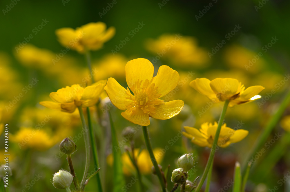 Yellow flowers on a field Yellow flowers on a field