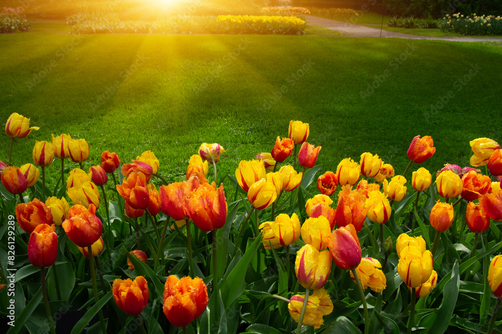 Obraz premium Tulips in the park in the sunlight