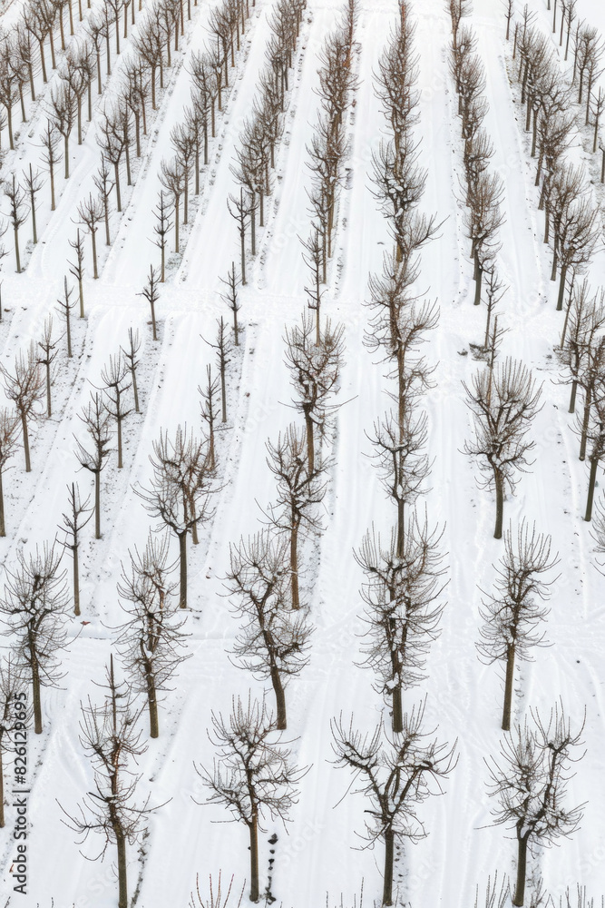 Aerial view of a snowy orchard with trees arranged in neat, geometric rows. Highlight the repetitive patterns and the contrast between the white snow and the dark tree trunks. Aerial view of a snowy orchard with trees arranged in neat, geometric rows. Highlight the repetitive patterns and the contrast between the white snow and the dark tree trunks.