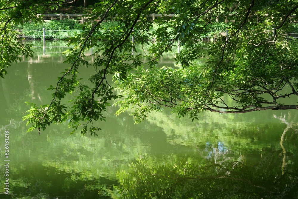 井の頭公園内の池の風景 井の頭公園内の池の風景