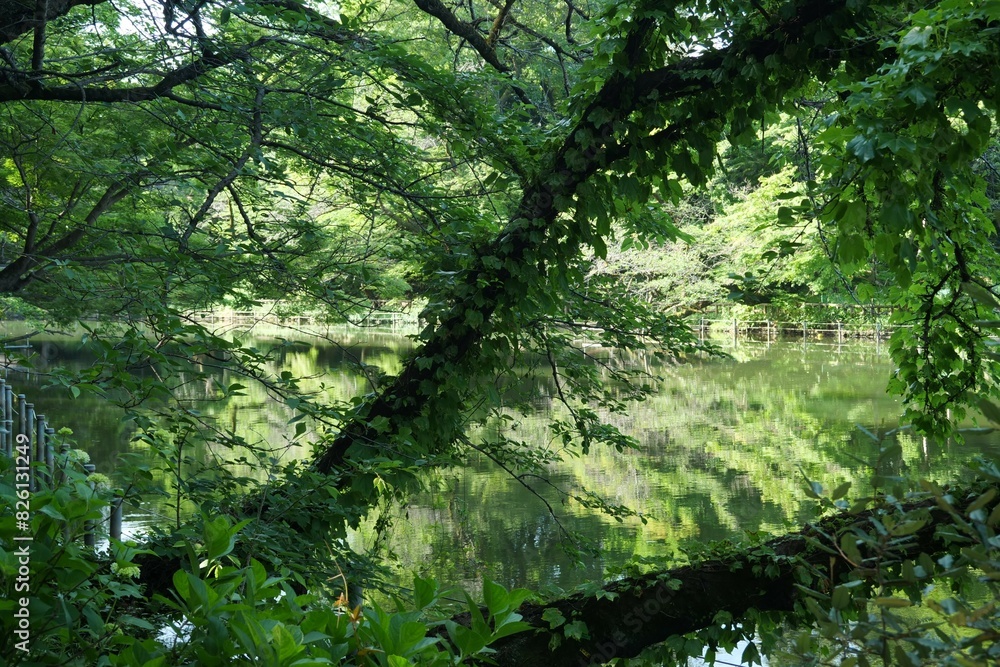 Fototapeta premium 井の頭公園の風景