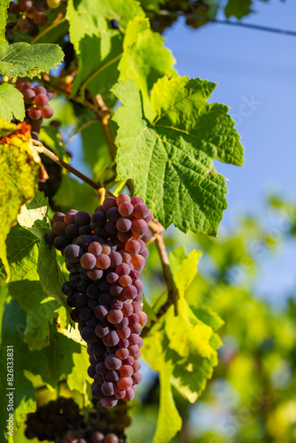 Vineyard with Palava, Southern Moravia, Czech Republic photo