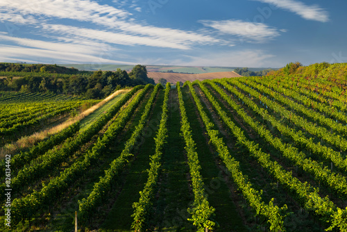 Vineyards with flovers near Cejkovice  Southern Moravia  Czech Republic