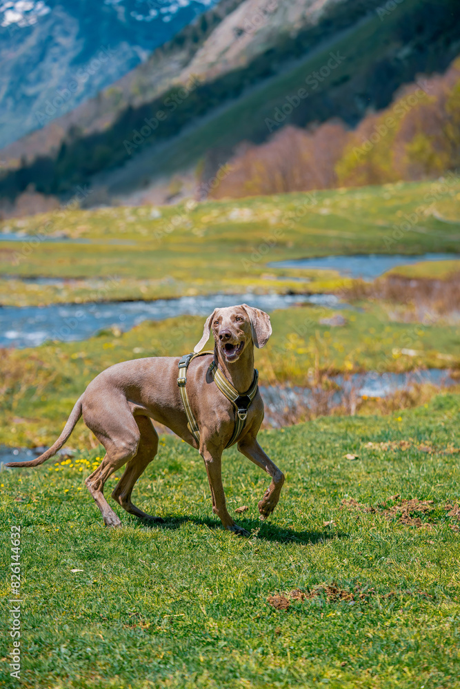 A young Weimaraner Braco dog waiting and watching in a field. Weimaraner dog standing in a mountain field. A young Weimaraner Braco dog waiting and watching in a field. Weimaraner dog standing in a mountain field.