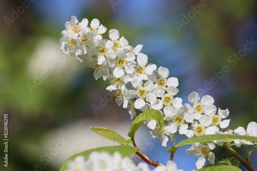Sweden. Prunus padus, known as bird cherry, hackberry, hagberry, or Mayday tree, is a flowering plant in the rose family. It is a species of cherry, a deciduous small tree or large shrub.