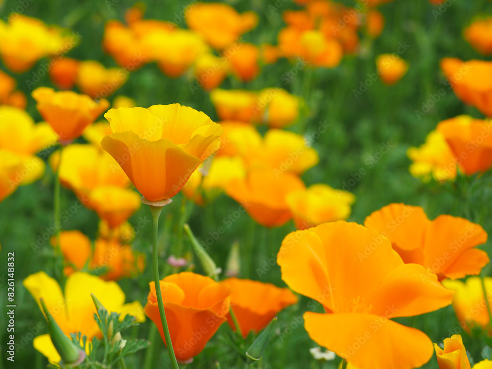 Kalifornische Mohn (Eschscholzia californica)
Kalifornische Mohn (Eschscholzia californica)