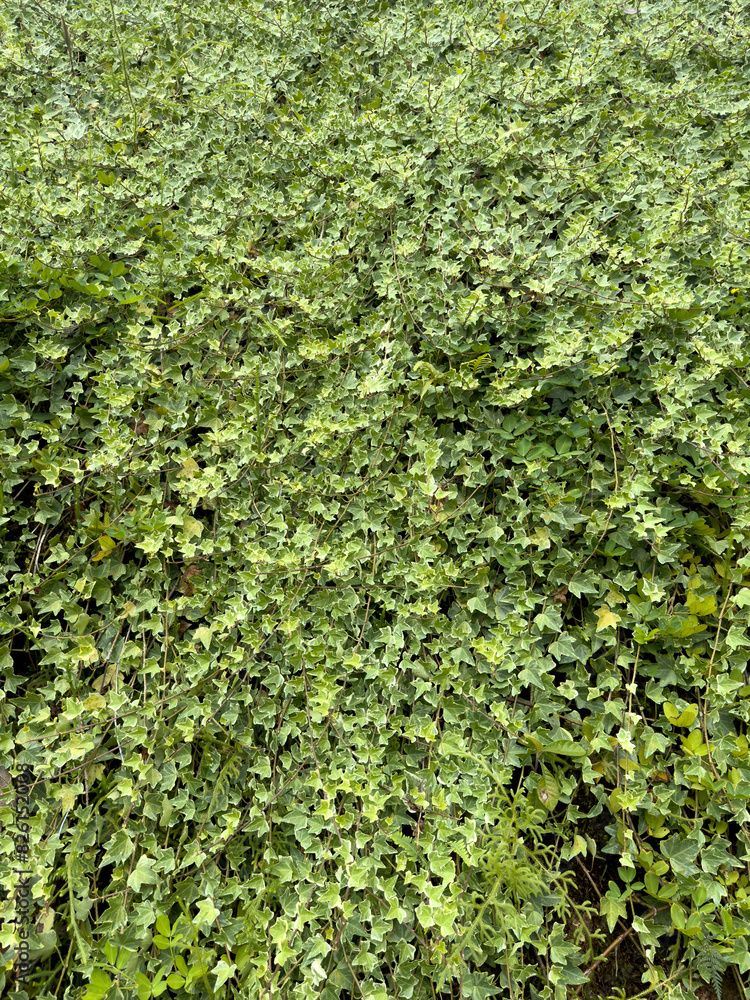 ornamental green plant wall background. ornamental green plant wall background.