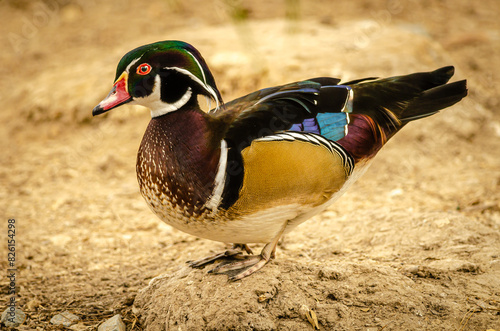 Wood Duck at Al Areen Wild Life Park, Bahrain photo