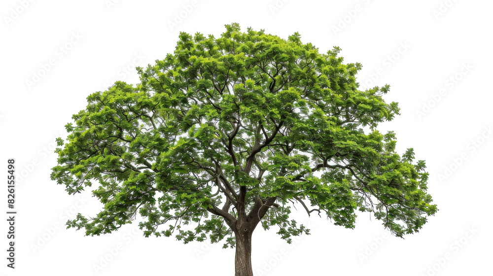 A tree with vibrant green leaves stands against a white background A tree with vibrant green leaves stands against a white background