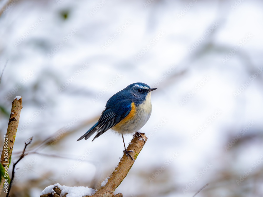 Fototapeta premium 雪の日に森の中で枯れ木に留まっているルリビタキの雄