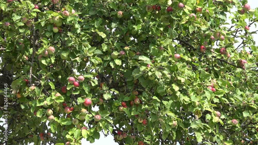 Apple Tree in Orchard, Branches Apple in Rain, Agriculture View, Healthy Growing Fruits in Blue Sky at Countryside, Gardening Apple Tree in Orchard, Branches Apple in Rain, Agriculture View, Healthy Growing Fruits in Blue Sky at Countryside, Gardening