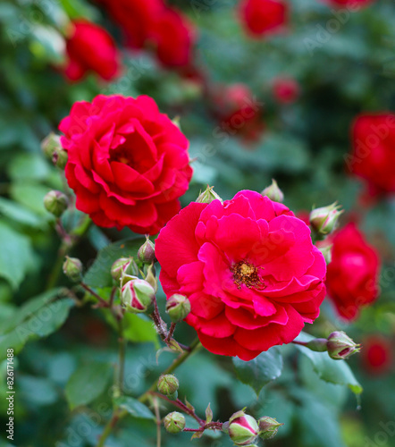 Wallpaper Mural Rose red flower bushes, background Torontodigital.ca