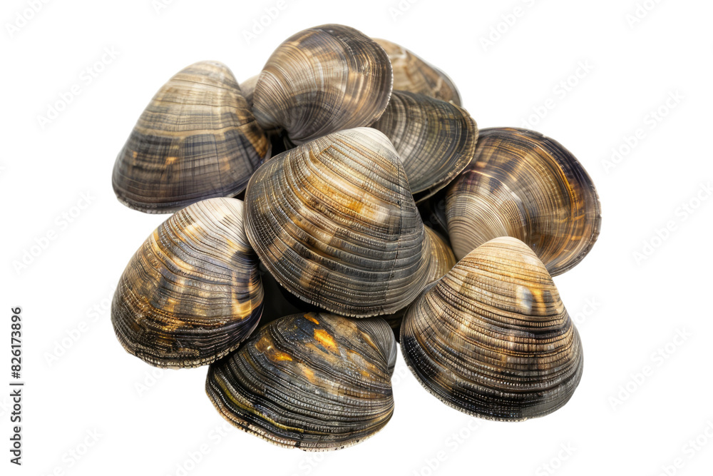 Asari clams isolated on white background Asari clams isolated on white background