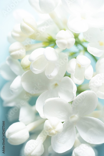Close up white lilacs flowers. Macro photo
