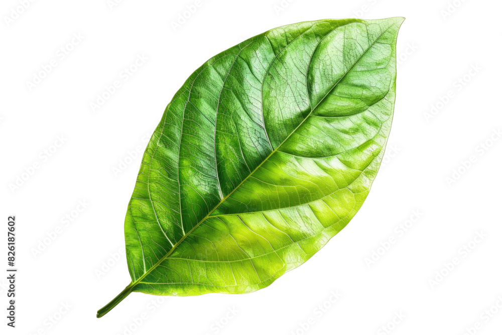 Obraz premium Green leaf isolated on white background
