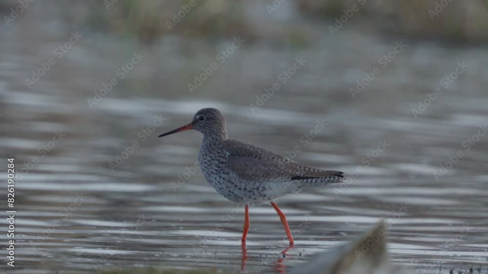 Common Redshank. A lonely bird stands on the shore in the water. Close-up. Nature. Common Redshank. A lonely bird stands on the shore in the water. Close-up. Nature.