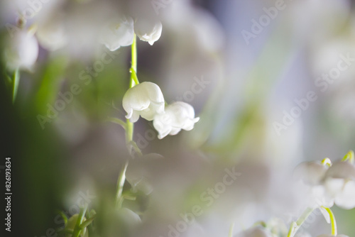 Beautiful lily of the valley bouquet, close up. Idyllic lily of the valley. Wild spring flowers concept. Tenderness and purity concept. Aroma white flowers. Romance background.