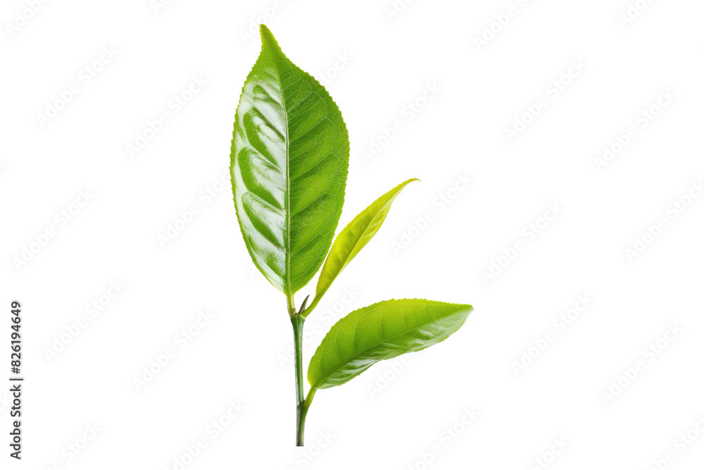Tea leaf isolated on white background Tea leaf isolated on white background