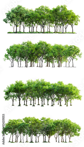 Set di alberi verdi. Su sfondo trasparente, cut out