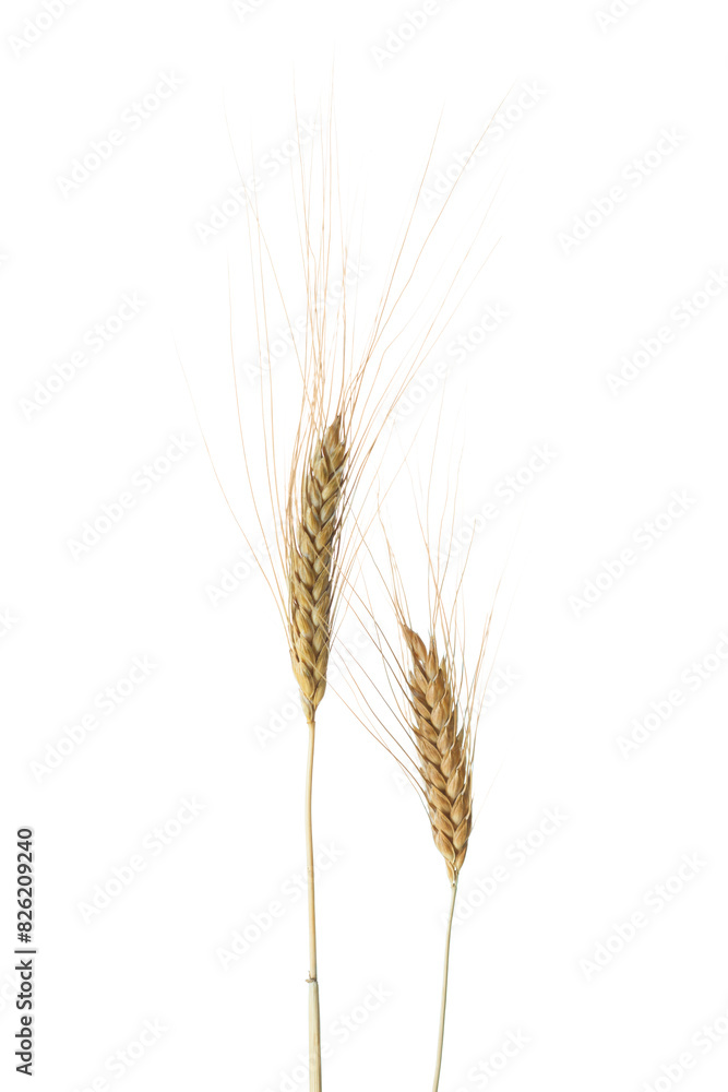 Two Wheat ears isolated on white background. Durum wheat Two Wheat ears isolated on white background. Durum wheat