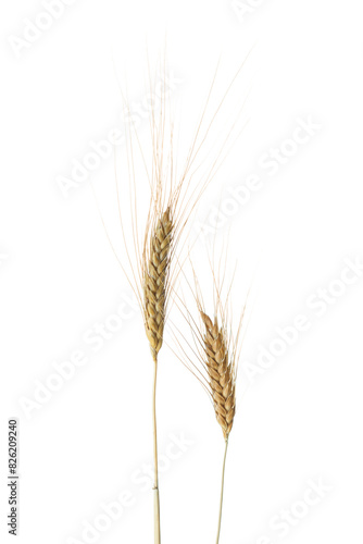  Two Wheat ears isolated on white background. Durum wheat