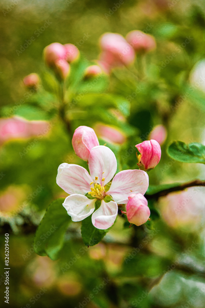 Fototapeta premium tree blossom