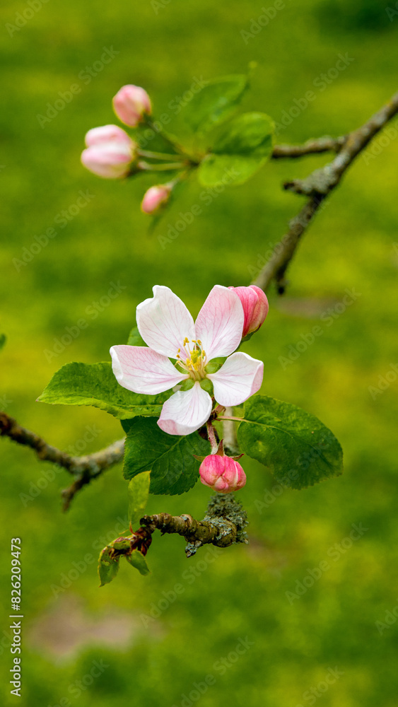 Obraz premium blossom in spring