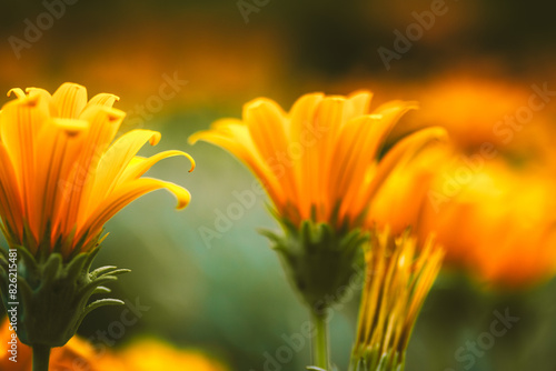 Beautiful orange flower growing in the wild on a green natural background. Amazing floral wallpaper. Macro flower bud close up. Summer garden plants. photo