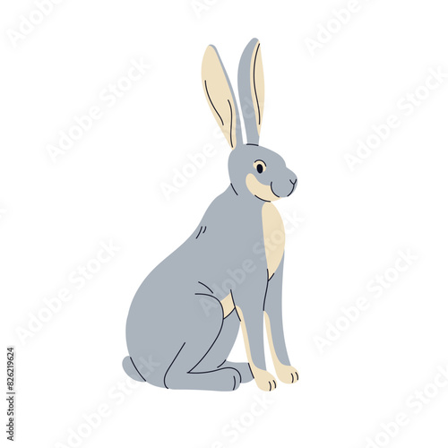 Hare, lepus europaeus. Wild forest animal, jackrabbit. Gray bunny with long e...