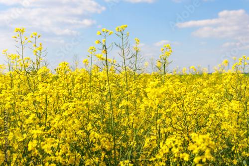 Rapeseed. A close-up of a rapeseed field for making oil.