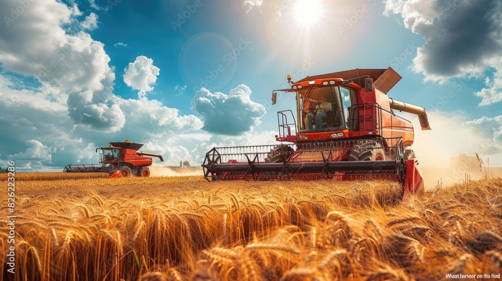 Obraz premium a combine harvester harvesting wheat on a golden autumn field, epitomizing the agricultural beauty of harvest season and the vital role of machinery in gathering grain from the land.