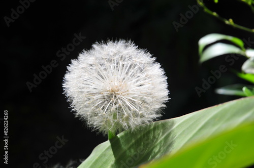 Pissenlit, fleur