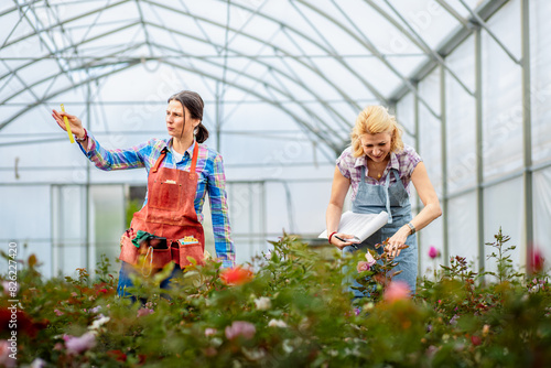 Two women working in the flower greenhouse selecting roses for pollination to create a new variety.