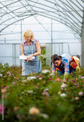 Two women working in the flower greenhouse selecting roses for pollination to create a new variety.