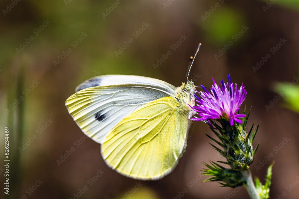 Large White, Pieris brassicae, butterfly on pink flower Large White, Pieris brassicae, butterfly on pink flower