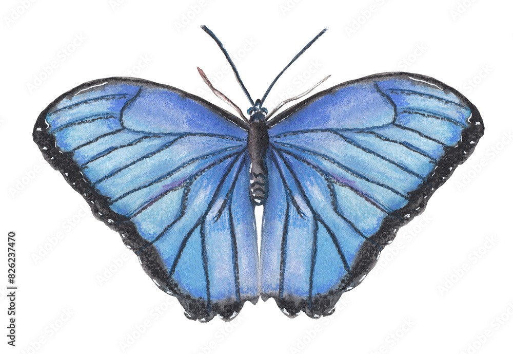 Obraz premium Blue butterfly Hand painted animal illustration Png clipart with transparent background Nursery educational wild life Original handdrawn design