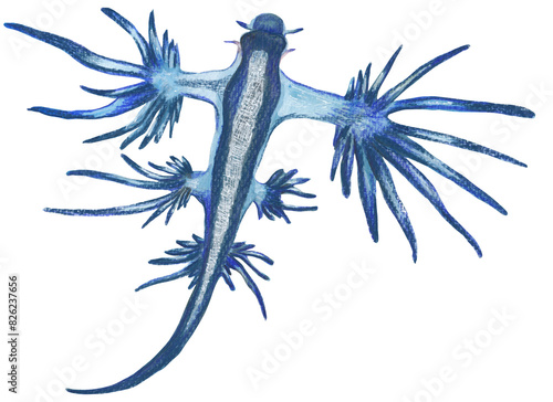 Photos Glaucus Atlanticus Blue hand painted ocean animal illustration Png clipart with