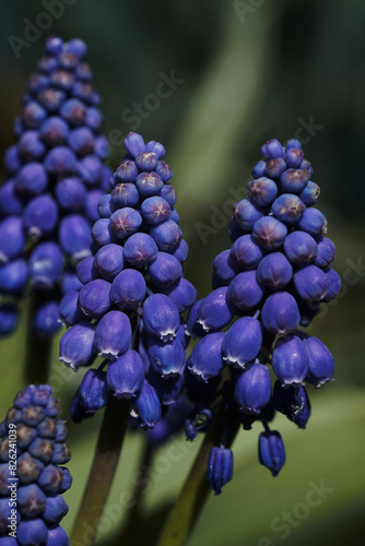 Himmelblaue Traubenhyazinthe im Doppelpack