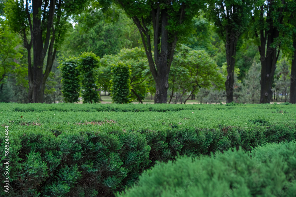 The scene depicts a vibrant forest with lush trees and bushes in the front, and a maze visible in the distance, creating a tranquil natural landscape The scene depicts a vibrant forest with lush trees and bushes in the front, and a maze visible in the distance, creating a tranquil natural landscape