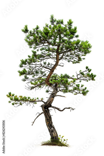 Pine  tree isolated on white back ground 