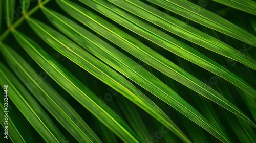 Striped of palm leaf, Abstract green texture background.