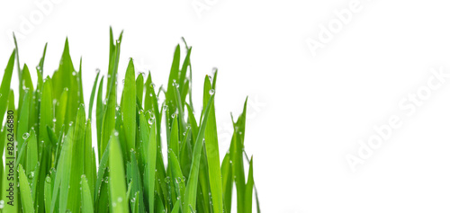 Wheatgrass with Water Drops for juicing isolated on white background. Grow biological wheat seeds