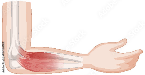 Detailed vector of elbow bones and muscles