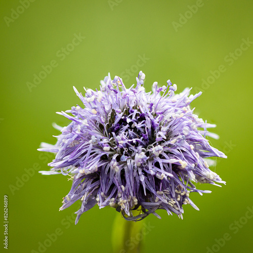 Blüte einer Kugelblume (Globularia spez.) photo