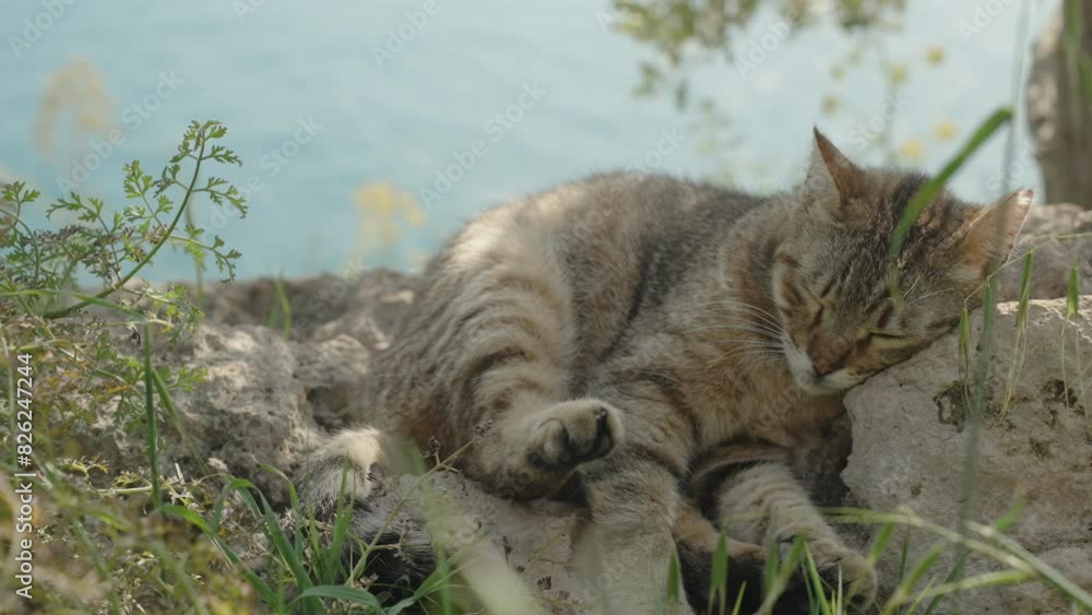 A Striped Wild Cat Looks at Me and Lays Its Head on the Rocks, with the Sea in the Background. It Is Tired from Walking in the Mountains.