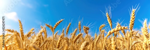 Beautiful view of the wheat field and blue sky in the countryside. Cultivation of crops. Agriculture and farming. Agroindustry. banner