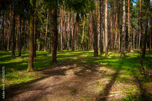 Beautiful morning forest